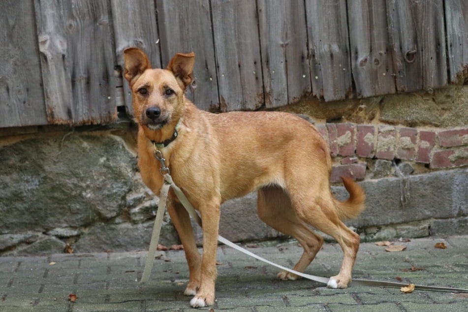 Exa braucht Zeit und Geduld, um Vertrauen zu fassen und aufzutauen.