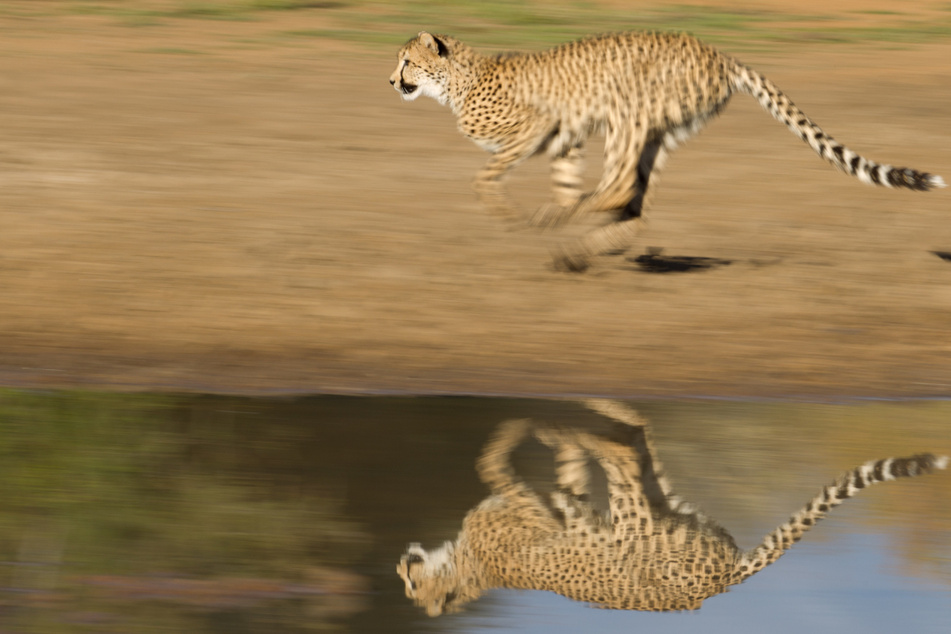 Geparden sind die schnellsten Jäger. Sie erreichen bis zu 110 Kilometer pro Stunde.