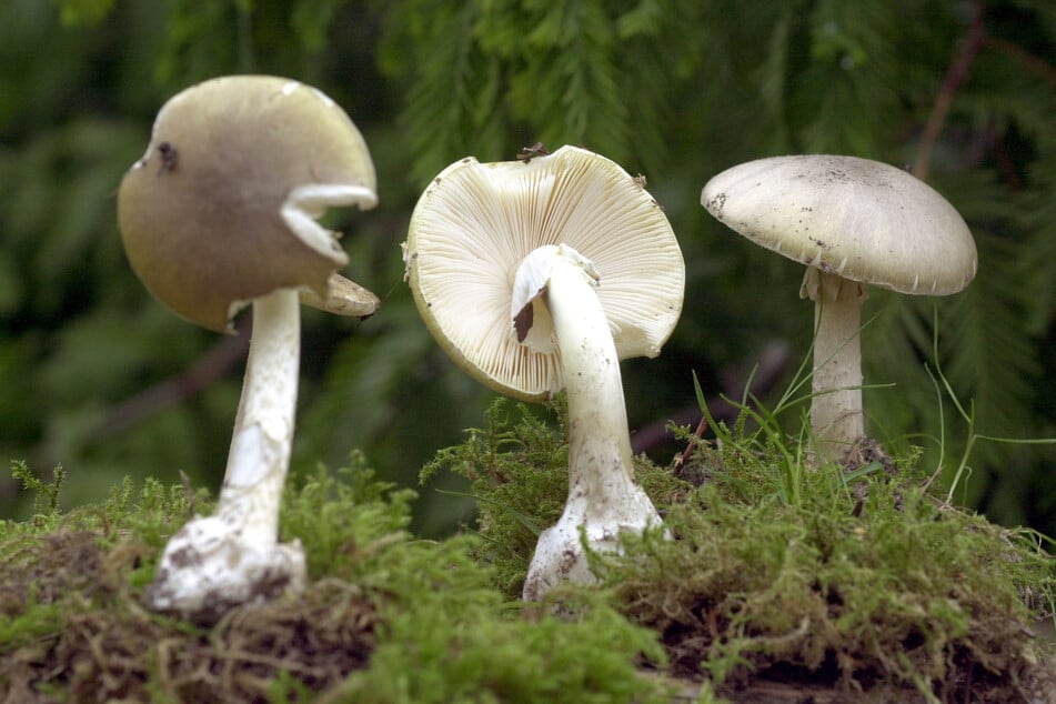 Patterson servierte ihren Gästen Grüne Knollenblätterpilze - tödlich giftig! (Archivfoto)