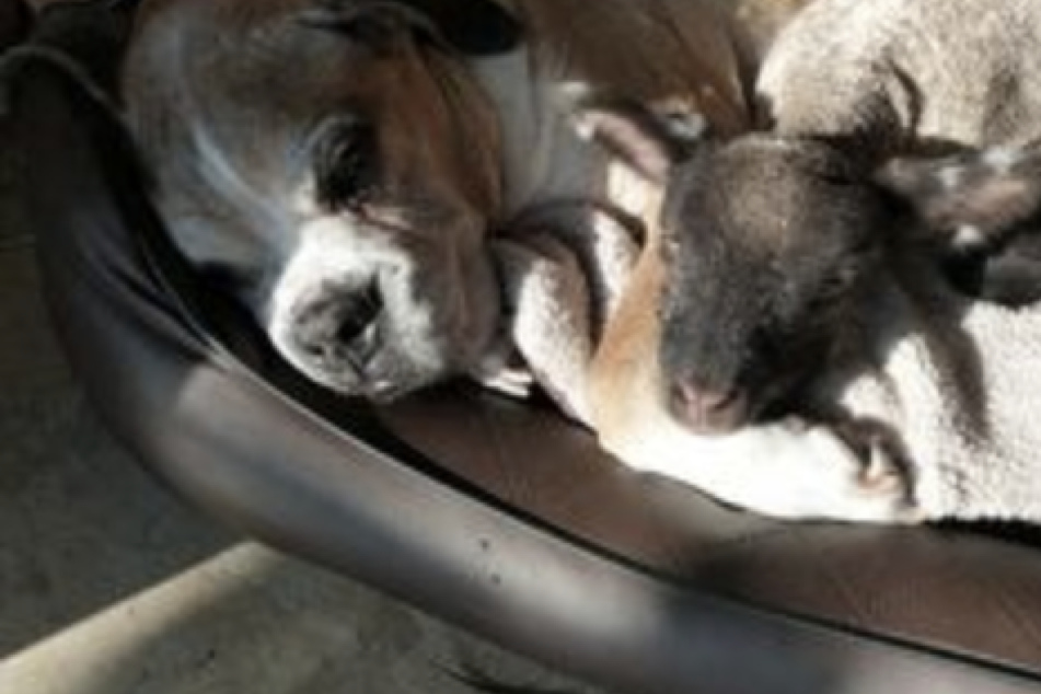 Lamm Olaf kuschelt mit Boxerrüde Tommy in einem Körbchen. In seiner neuen Familie hat sich das Baby-Schaf schon sehr gut eingelebt.