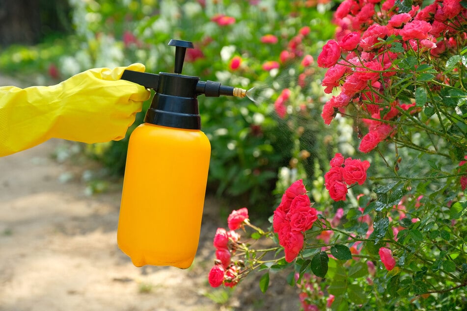 Stark verdünnt profitieren die meisten Gartenpflanzen von Bokashi-Dünger.