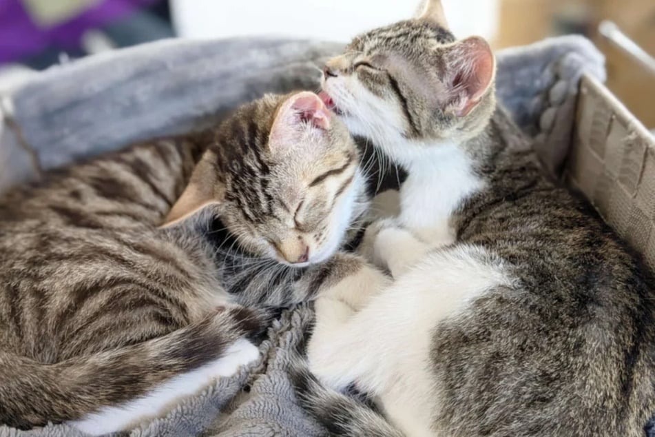 Die tierischen Babys sind ein Herz und eine Seele.