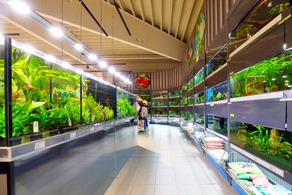 Darum rennen ab Donnerstag (29.1.) alle in dieses Zoofachgeschäft