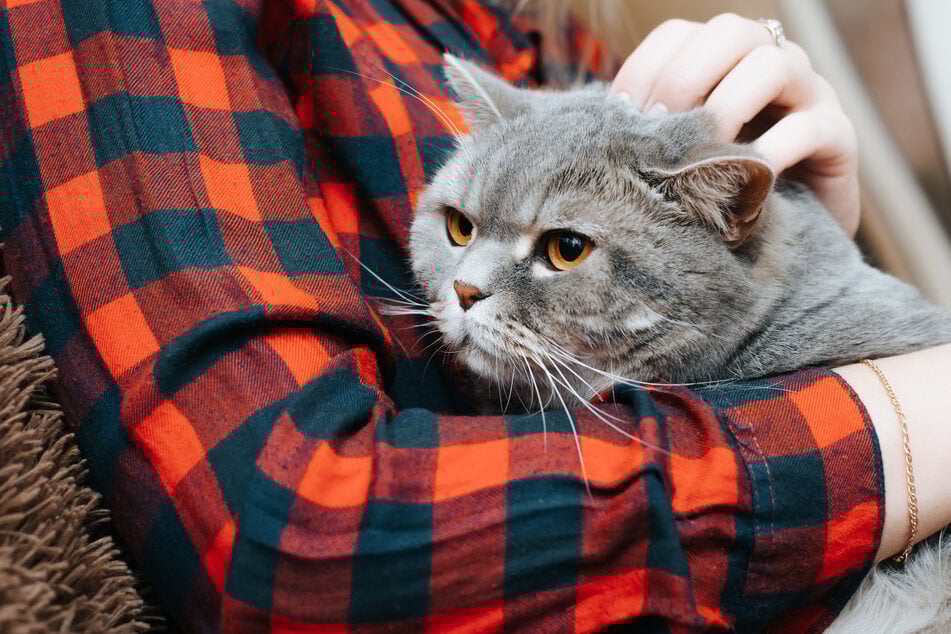 Stundenlange Rettungsaktion: Vermisste Katze nach vier Jahren wieder mit Besitzerin vereint