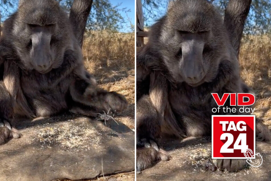 viral videos: Viral Video of the Day for March 29, 2024: Baboon wants no distractions during her lunchtime!