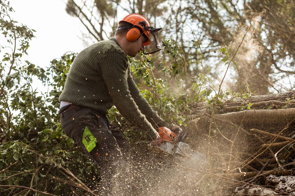 Die Schäden in Parks und Wäldern machen nicht nur Forstarbeitern zu schaffen, sie sind vor allem eine Gefahr für Spaziergänger und Pilzsucher.