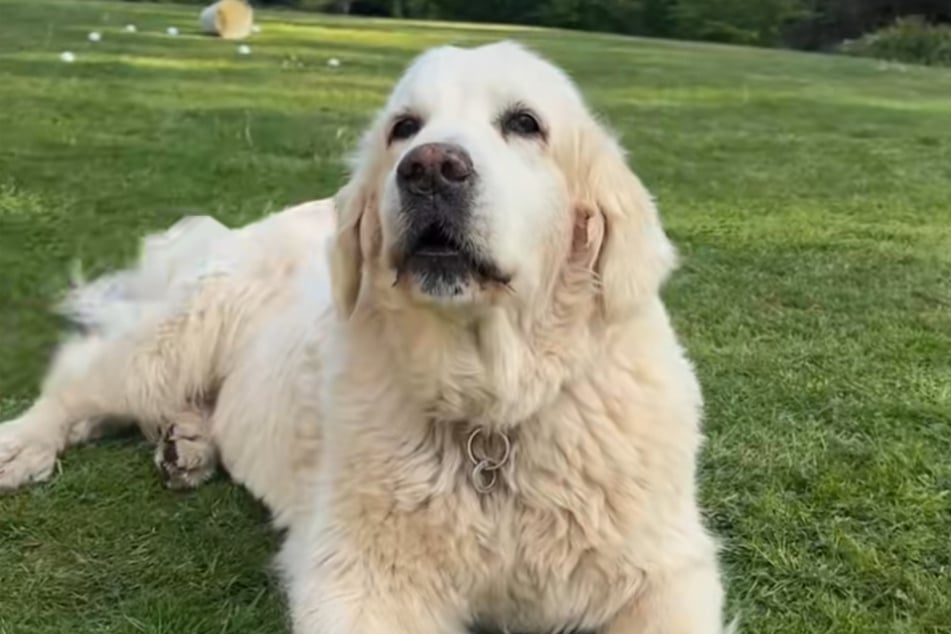 Golden Retriever Freddie wirkt mächtig stolz, als er sein Bellen entdeckt hat.