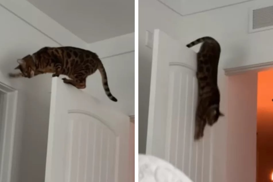 Bengal cats are very active and are considered to be playful and inquisitive – as is kitten Cleo, who often jumps from the door frame.