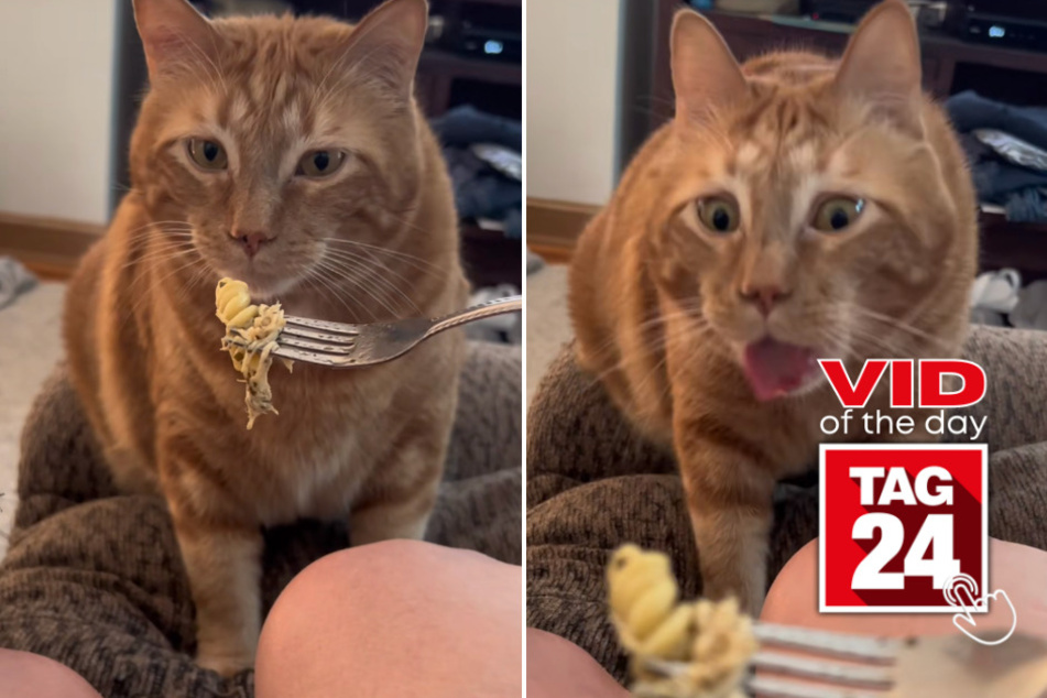 viral videos: Viral Video of the Day for July 14, 2023: Cat sniffs pasta in hilarious style