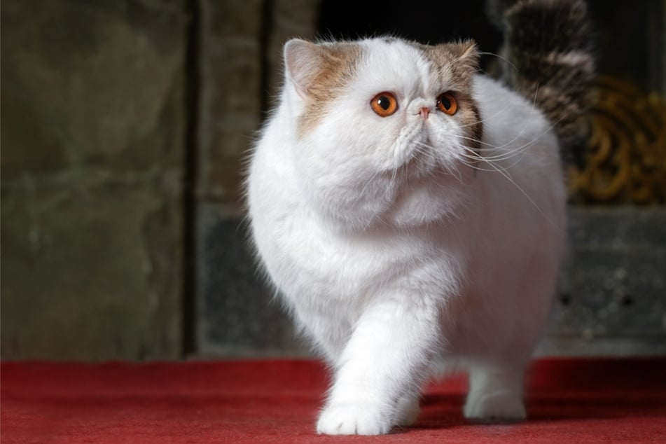 Katze mit kurzen Beinen: Sind diese Katzenrassen eine Qualzucht?