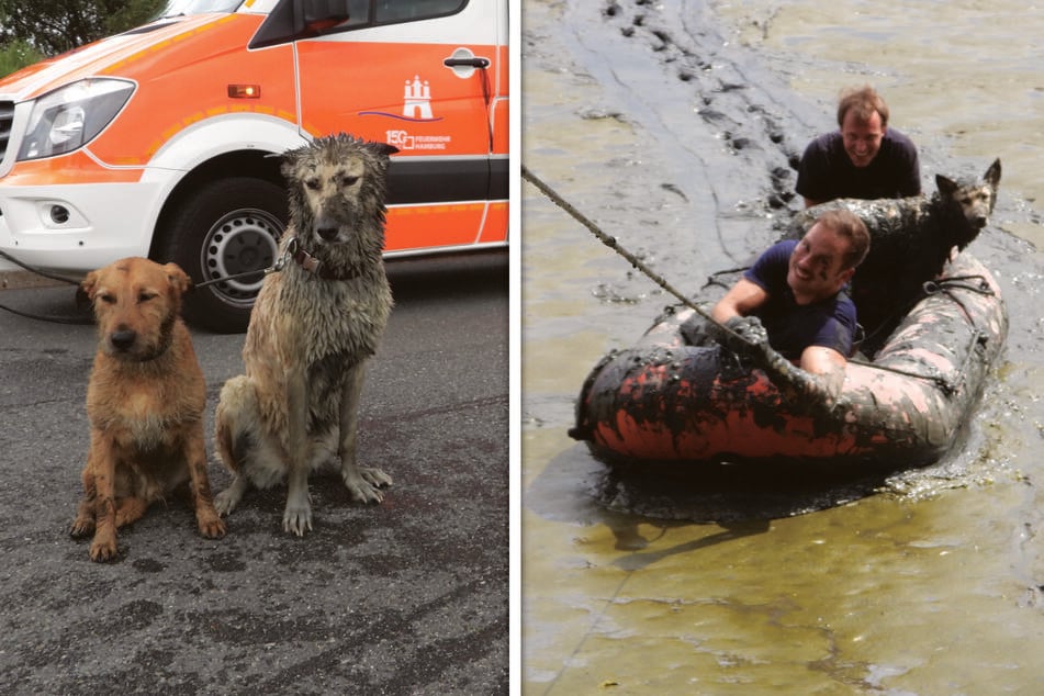 Die Hunde waren voller Schlamm und mussten nach der Schlauchboot-Rettungsaktion der Feuerwehr erstmal mit Wasser abgespült werden.