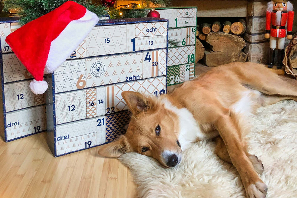 Für Hund gibt es einen eigenen Adventskalender von "Pets Deli".