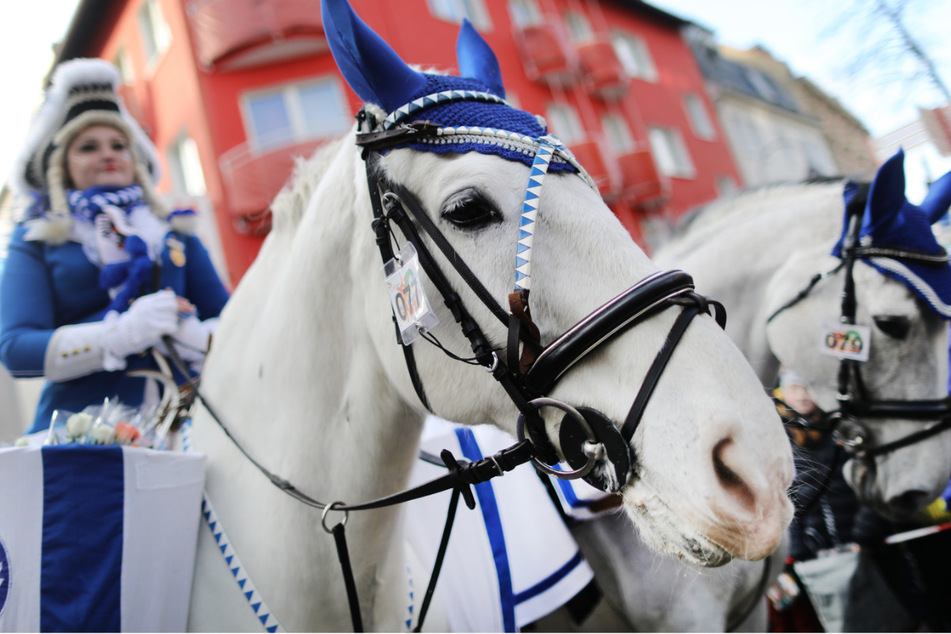 Rosenmontag in Düsseldorf: Alle Pferde nach vorn, strenge Vorgaben für die Reiter