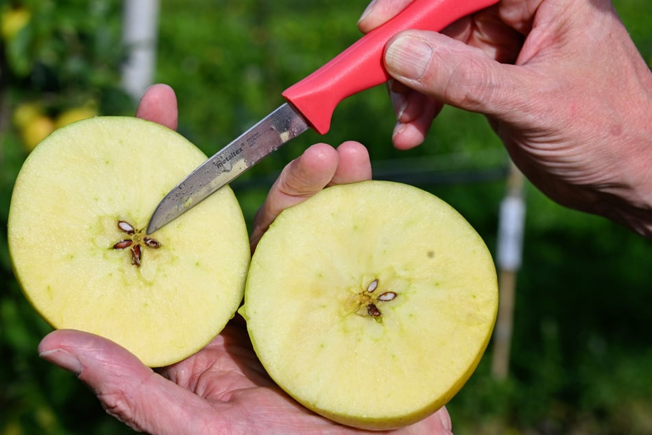 Auch angeschnitten macht der Apfel Appetit auf mehr.