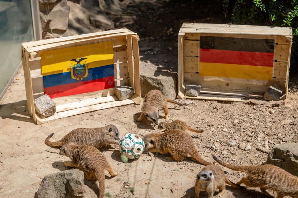 Die Erdmännchen im Tierpark orakelten das Deutschland-WM-Spiel gegen Ecuador.