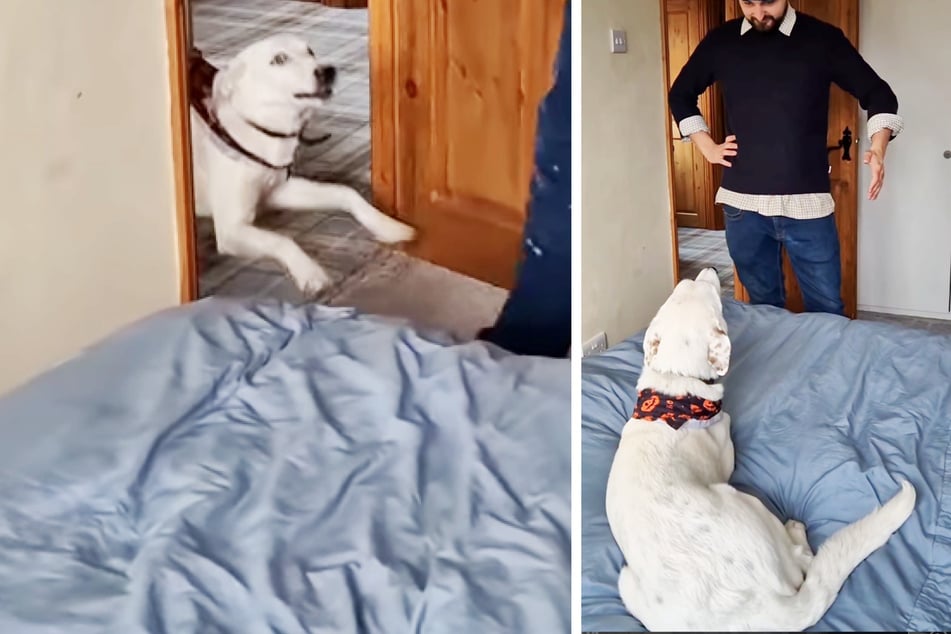 Hund kam taub zur Welt: Wie Besitzer ihn zum Gassigehen einladen, lässt Herzen schmelzen