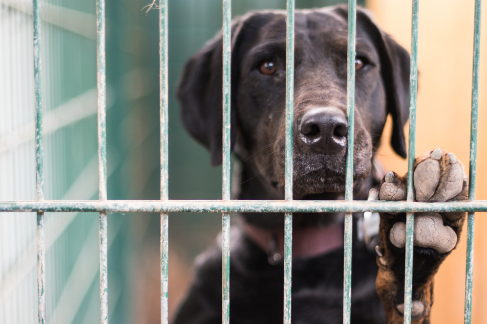 Zunehmend verhaltensauffällige Hunde werden im Tierheim abgegeben, statt sich fachmännischen Rat zu holen.