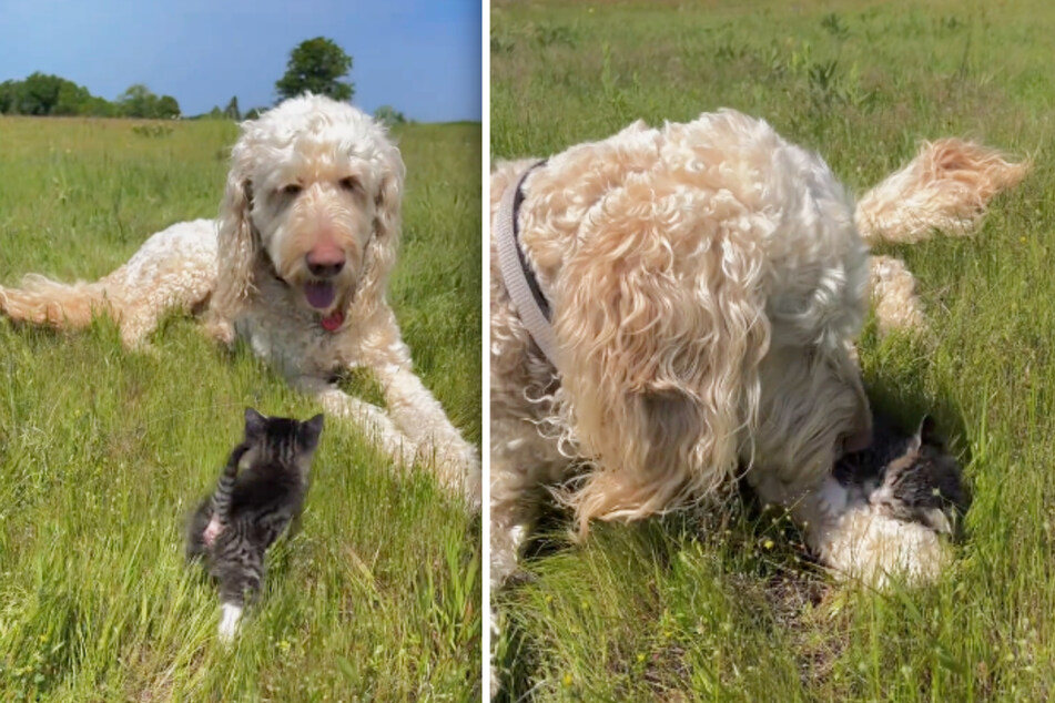 Maci has two dogs, three cats, lots of chickens, ducks, and rabbits. Biscuit quickly made new friends.