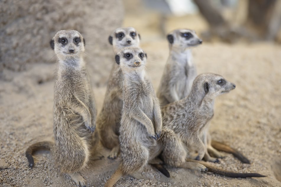 Die Erdmännchen begrüßen alle Teilnehmer vom Spielplatzfest im Magdeburger Zoo. (Symbolbild)