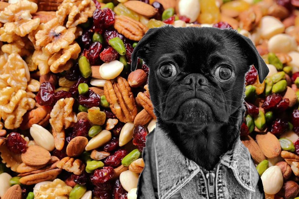 Can dogs eat nuts?