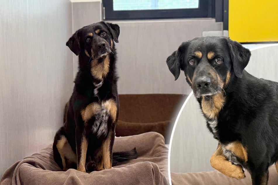 Hund verliert Besitzer: Trauriges Peterchen versteht die Welt nicht mehr