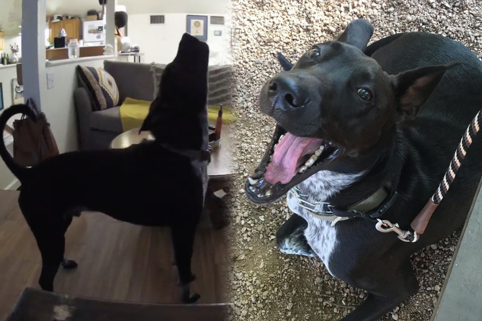 Howling at the room: pet-cam video makes dramatic dog a star on TikTok