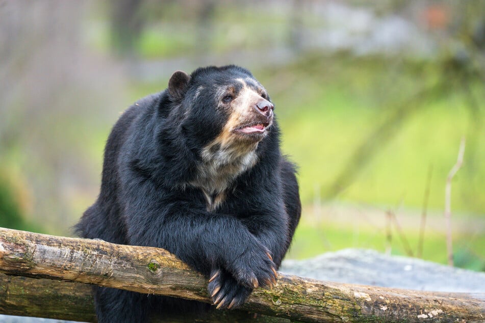 Cashu wurde am 20. Dezember 2002 im Zoo Zürich geboren und lebte fünf Jahre in der Wilhelma.