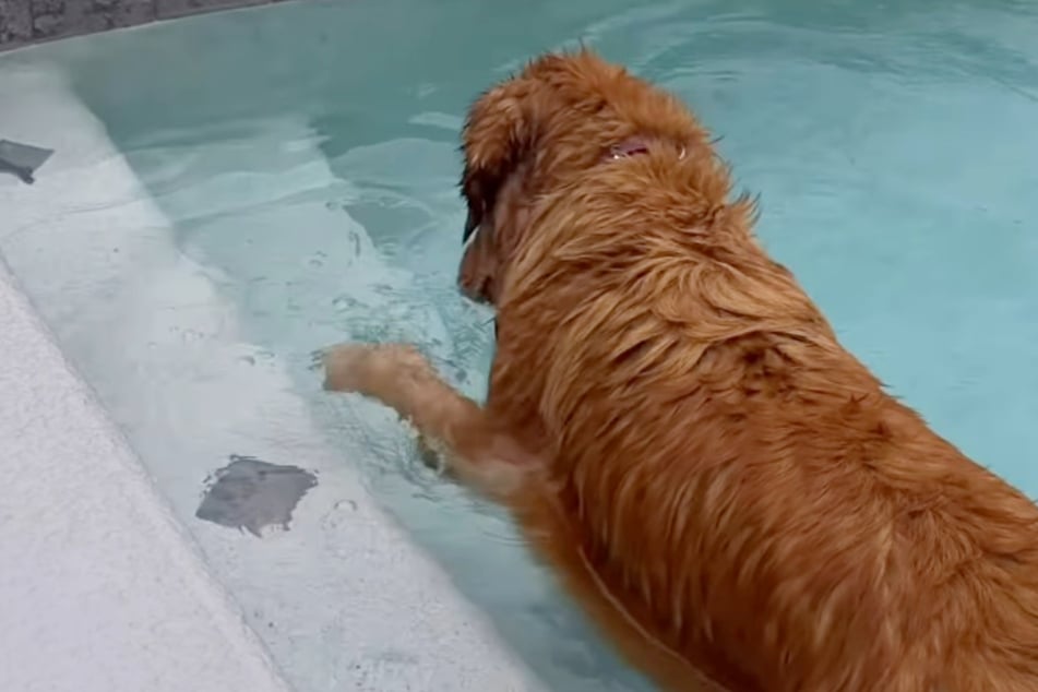 Was macht denn Hündin Wynn da im Pool ihrer Nachbarn?