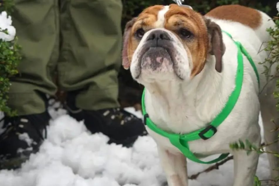 Am liebsten bei Frauen! Bulldoggen-Mischling Peppi sucht liebevolles Zuhause