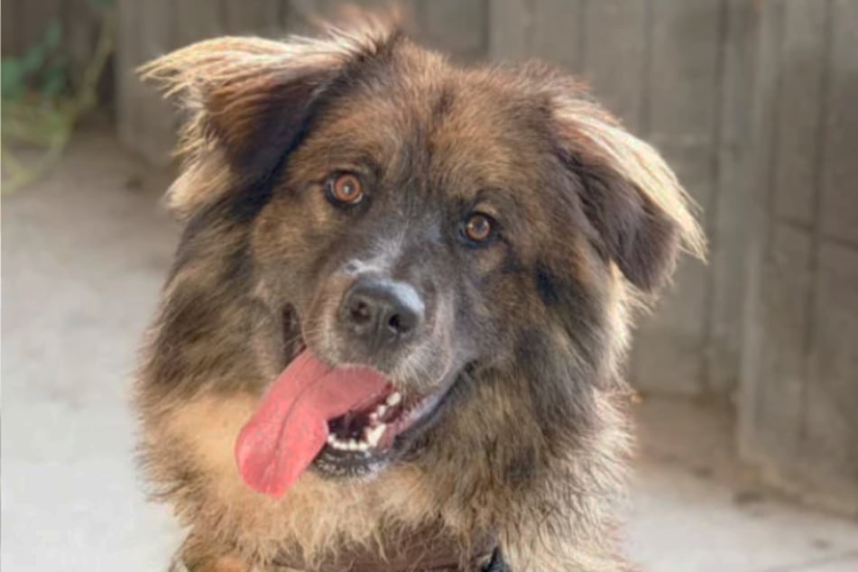 Für die Hunde-Dame Anuschka sucht das Berliner Tierheim hundeerfahrene Menschen.