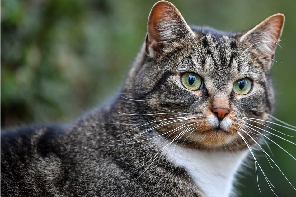 Katze misshandelt: Verurteilter Tier-Quäler erneut vor Gericht!