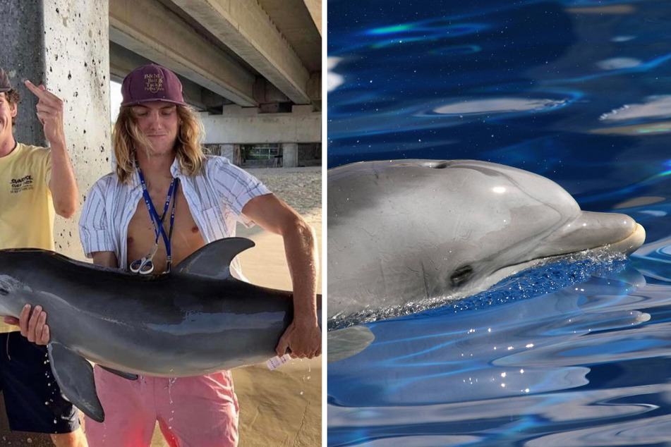 Baby dolphin found dead after Florida men take controversial Instagram photo