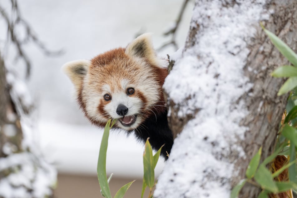 Die beiden Panda-Zwillinge Li und Yen nutzten den heftigen Schneefall für einen spontanen Ausflug außerhalb ihres Geheges.