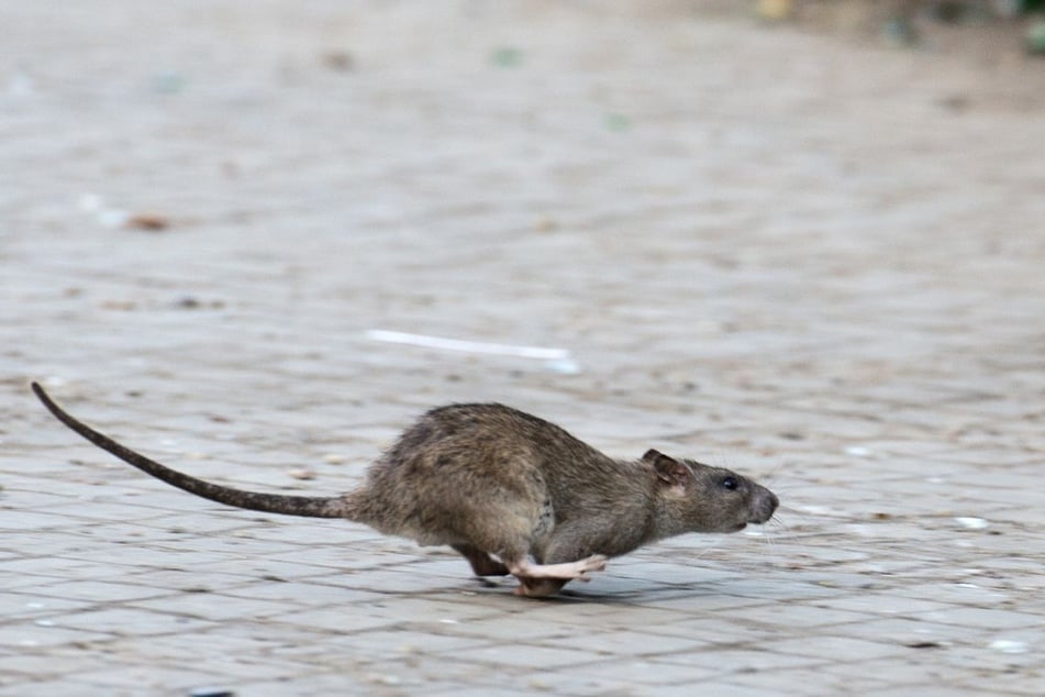 Woher die Ratte genau kam, ist unklar. (Symbolfoto)