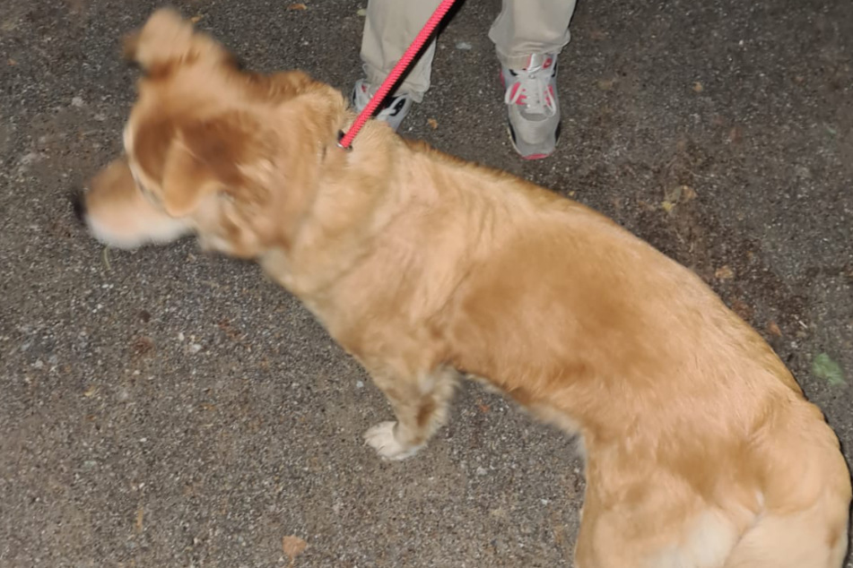 Herrenloser Hund und medizinischer Notfall rufen die Feuerwehr auf den Plan