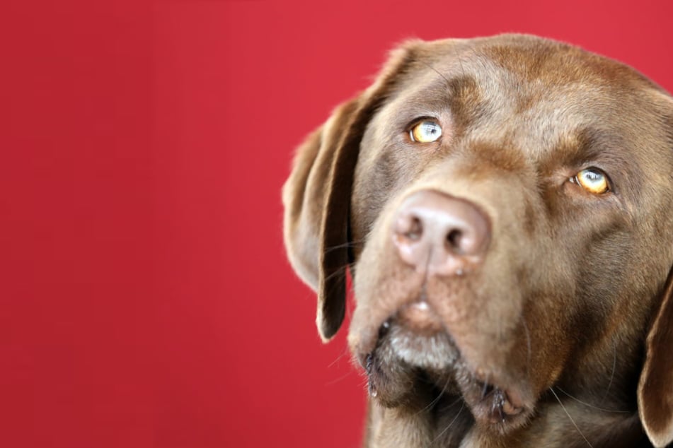 Diese Hunde sind in Hamburg ab 2025 von Steuer befreit