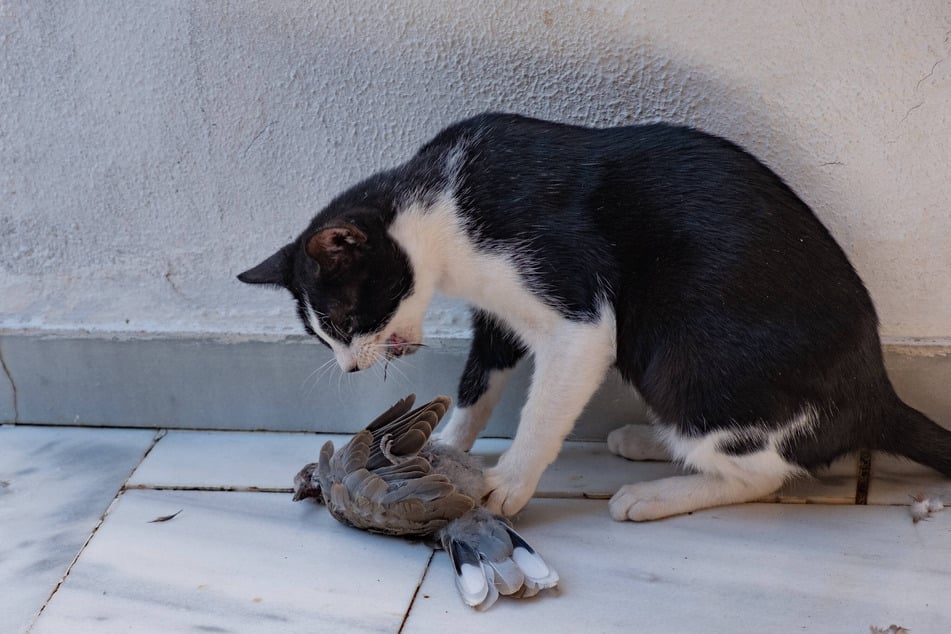Schätzungen besagen, dass in Deutschland jährlich 200 Millionen Vögel Opfer von Katzen werden.