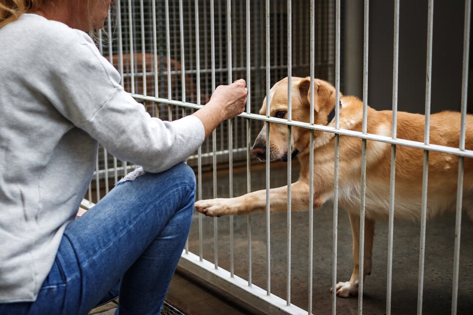 Tierschutzhunde: Was Du vor der Adoption beachten solltest