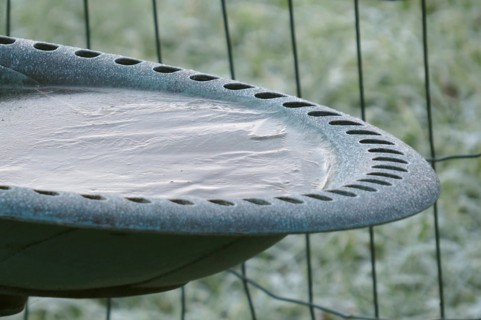 Damit die Vögel ausreichend Wasser zu sich nehmen können, sollte man die Vogeltränke eisfrei halten.