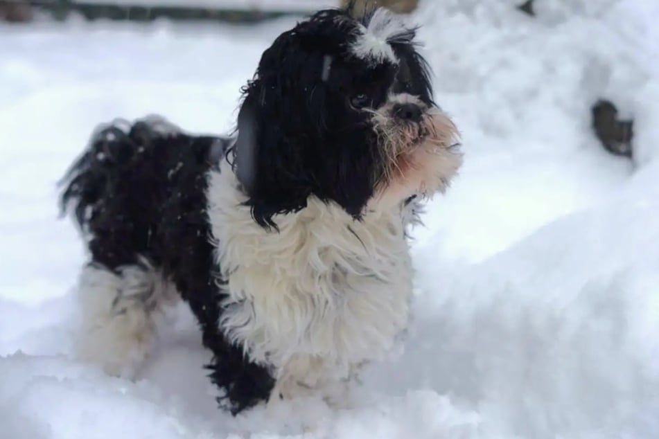 Der Vierbeiner entstammt einer Qualzucht und hat daher mit einigen gesundheitlichen Problemen zu kämpfen.