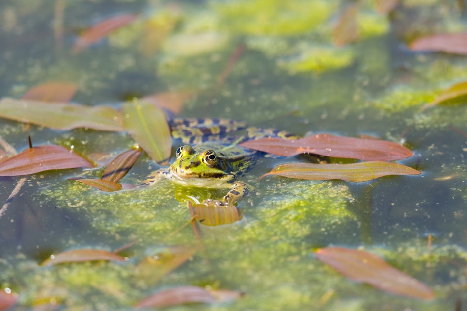 Algen im Teich: So siehst Du wieder klar