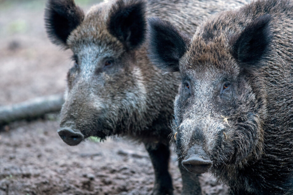 Diese ungewöhnlichen Helfer sollen Wildschweine im Südharz vertreiben