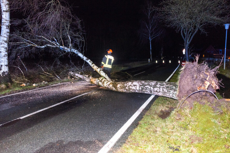 In Harburg hat ein umgestürzter Baum für eine Leitung mitgerissen und für einen Stromausfall gesorgt.