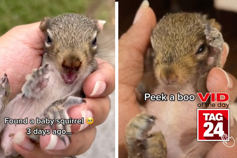viral videos: Viral video of the day for March 19, 2023: Baby squirrel plays peek-a-boo!