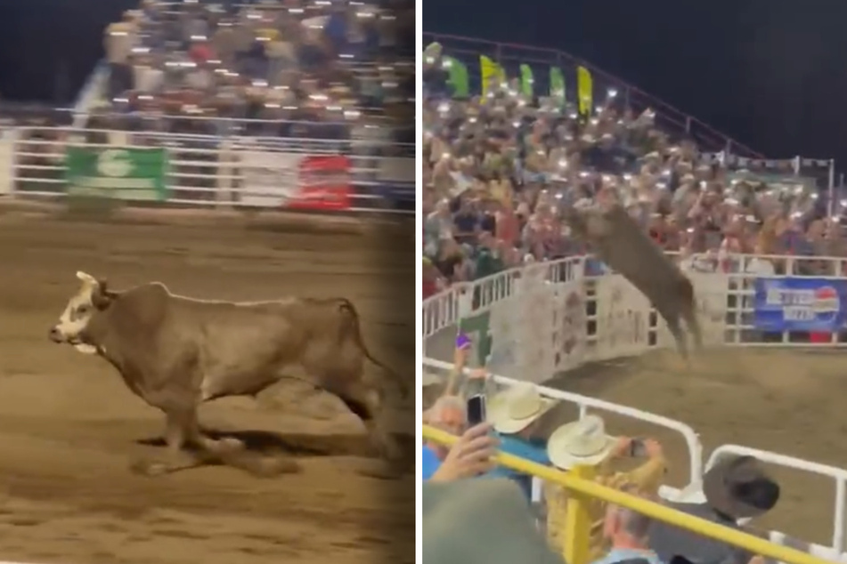 During a recent rodeo tournament event, an agitated bull leaped over the protective fence and into the spectator stands, running around wildly.