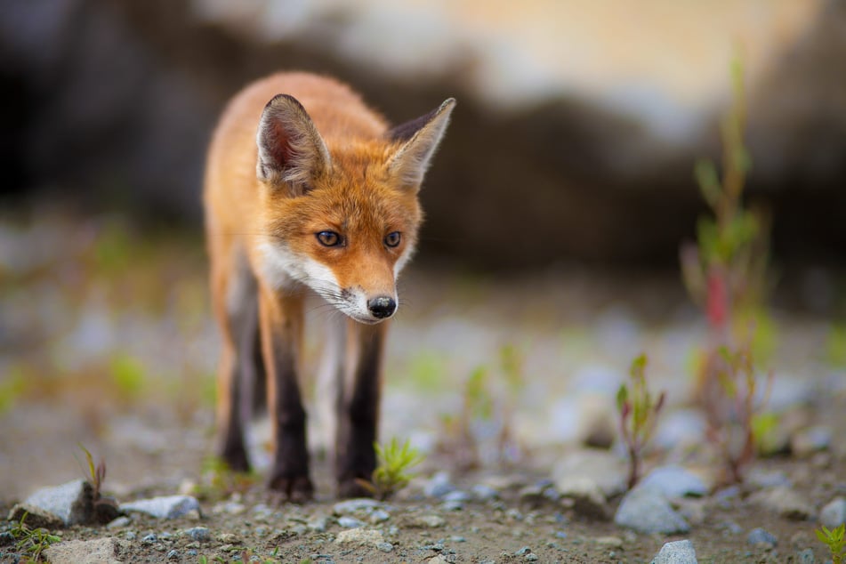 Ein Fuchs querte in Jena die Straße und verursachte ein Ausweichmanöver, bei dem drei Autos beschädigt wurden. (Symbolbild)