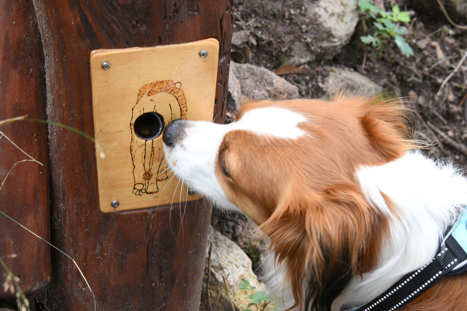 Im Bergzoo schnuppert der 2,5 Jahre alte Kooikerhondje "Auri" an einer Riechsäule mit Exkrementen eines Elefanten.