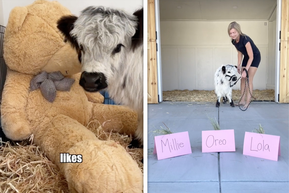 Mini-Kuh darf sich ihren Namen selbst aussuchen: So geht's!