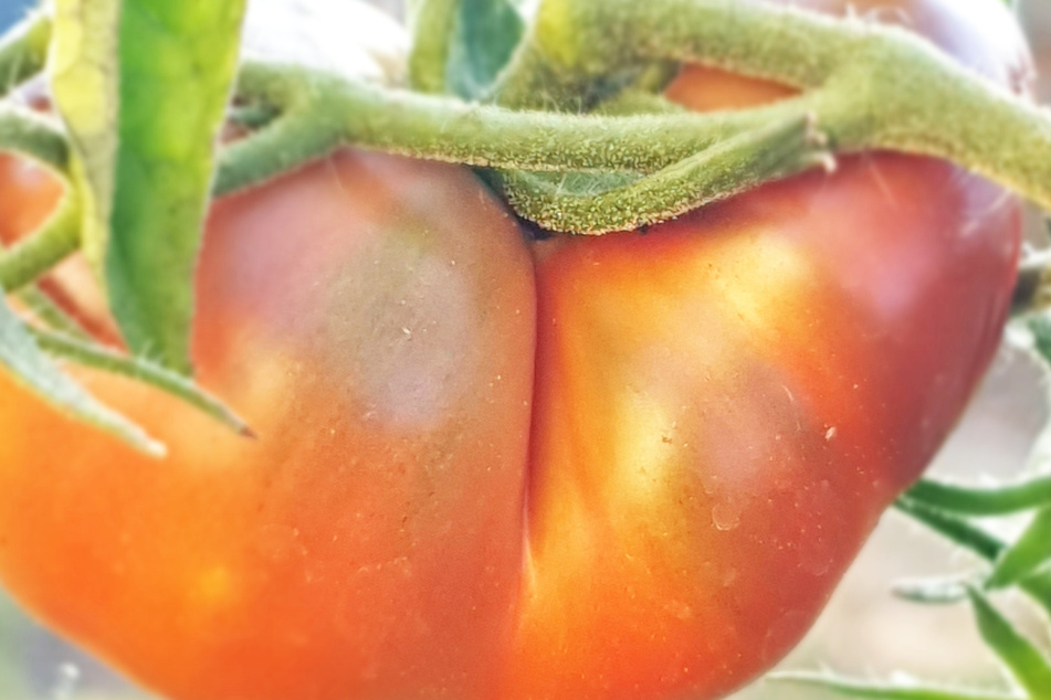 Ein Herz für Tomaten: Sie haben einen großen Nährstoff- und Wasserbedarf. Gießhilfen leisten gute Dienste!