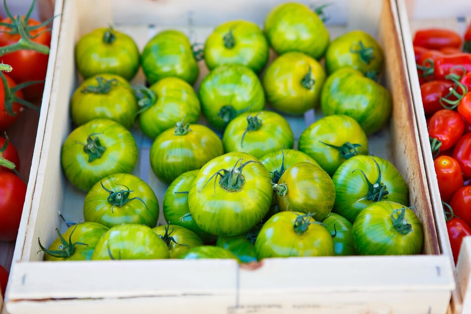 Werden grüne Tomaten richtig gelagert, dann reifen sie noch nach.